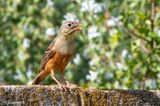 Ortolan Bunting - Ortolaan - Emberiza hortulana