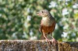 Ortolan Bunting - Ortolaan - Emberiza hortulana