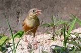 Ortolan Bunting - Ortolaan - Emberiza hortulana