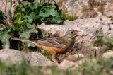 Ortolan Bunting - Ortolaan - Emberiza hortulana