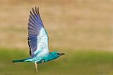 European Roller - Scharrelaar - Coracias garrulus