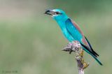 European Roller - Scharrelaar - Coracias garrulus