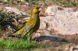 European Greenfinch - Groenling - Chloris chloris