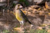 European Greenfinch - Groenling - Chloris chloris