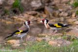 European Goldfinch - Putter - Carduelis carduelis