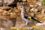 European Goldfinch - Putter - Carduelis carduelis