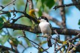 Woodchat Shrike - Roodkopklauwier - Lanius senator