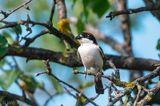 Woodchat Shrike - Roodkopklauwier - Lanius senator