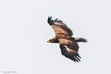 Lesser Spotted Eagle - Schreeuwend - Clanga pomarina