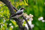 Lesser Grey Shrike - Kleine Klapekster - Lanius minor