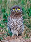 Little Owl -  Steenuil - Athene noctua