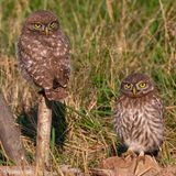 Little Owl -  Steenuil - Athene noctua