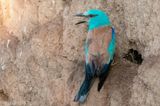 European Roller - Scharrelaar - Coracias garrulus
