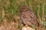 Little Owl -  Steenuil - Athene noctua