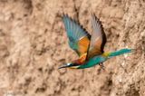 European Bee-eater - Bijeneter - Merops apiaster)
