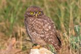 Little Owl -  Steenuil - Athene noctua