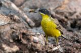 Black-headed (yellow) wagtail - Balkan Gele Kwikstaart - Motacilla (flava) feldegg