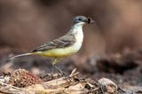 Black-headed (yellow) wagtail - Balkan Gele Kwikstaart - Motacilla (flava) feldegg