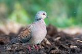 European Turtle Dove - Zomertortel - Streptopelia turtur