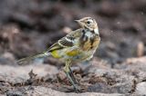 Black-headed (yellow) wagtail - Balkan Gele Kwikstaart - Motacilla (flava) feldegg