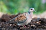 European Turtle Dove - Zomertortel - Streptopelia turtur
