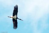Black Stork - Zwarte Ooievaar - Ciconia nigra