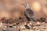 European Starling - Spreeuw - Sturnus vulgaris)