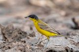 Black-headed (yellow) wagtail - Balkan Gele Kwikstaart - Motacilla (flava) feldegg