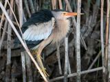 Little Bittern - Woudaap - Ixobrychus minutus