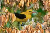 Eurasian Golden Oriole - Wielewaal - Oriolus oriolus