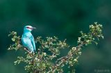 DSC_6448-DeNSpix.jpg