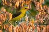 Eurasian Golden Oriole - Wielewaal - Oriolus oriolus