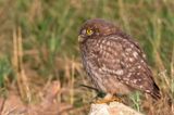 Little Owl -  Steenuil - Athene noctua