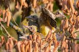 Eurasian Golden Oriole - Wielewaal - Oriolus oriolus