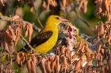 Eurasian Golden Oriole - Wielewaal - Oriolus oriolus