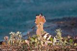 Eurasian Hoopoe - Hop - Upupa epops