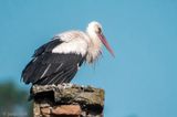 White Stork - Ooievaar - Ciconia ciconia