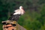 White Stork - Ooievaar - Ciconia ciconia