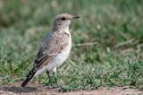Isabelline Wheatear - Izabeltapuit - Oenanthe isabellina