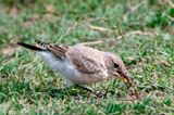 Isabelline Wheatear - Izabeltapuit - Oenanthe isabellina