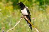 Eurasian Magpie - Ekster - Pica pica