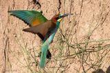 European Bee-eater - Bijeneter - Merops apiaster