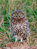 Little Owl -  Steenuil - Athene noctua