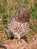 Little Owl -  Steenuil - Athene noctua