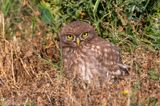 Little Owl -  Steenuil - Athene noctua
