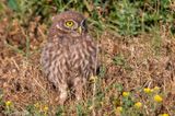 Little Owl -  Steenuil - Athene noctua