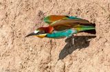 European Bee-eater - Bijeneter - Merops apiaster