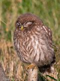 Little Owl -  Steenuil - Athene noctua