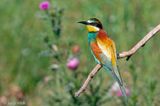 European Bee-eater - Bijeneter - Merops apiaster
