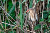 Little Bittern - Woudaap - Ixobrychus minutus